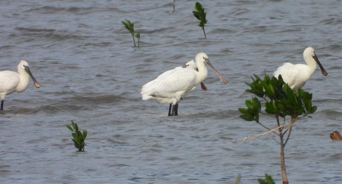 Spatola - ML649577909