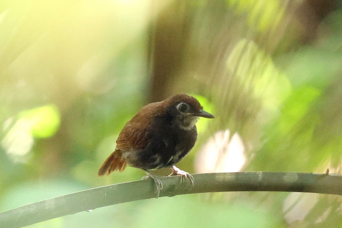 White-cheeked Antbird - ML649577911