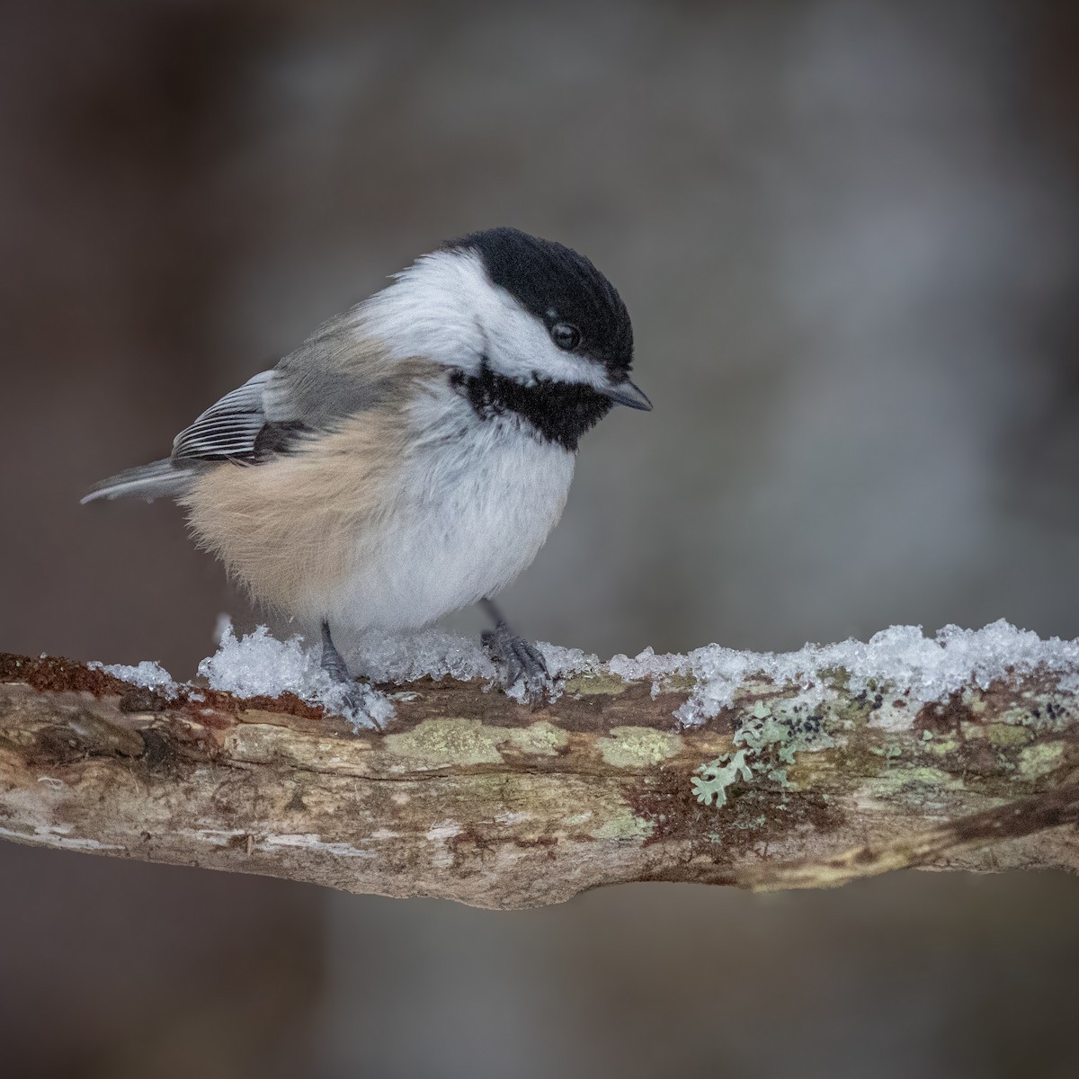 Black-capped Chickadee - ML649577912