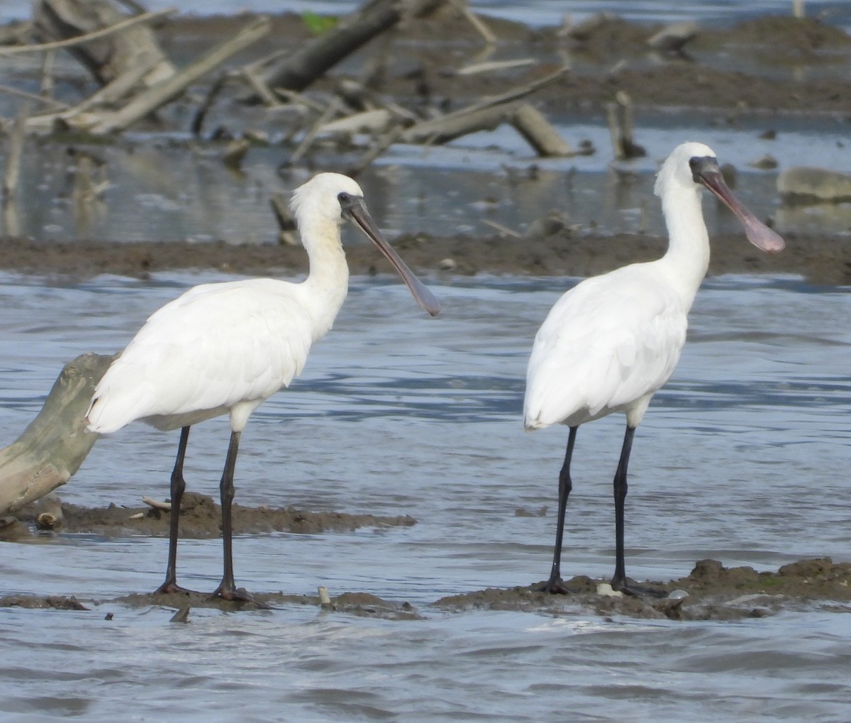 Black-faced Spoonbill - ML649577913