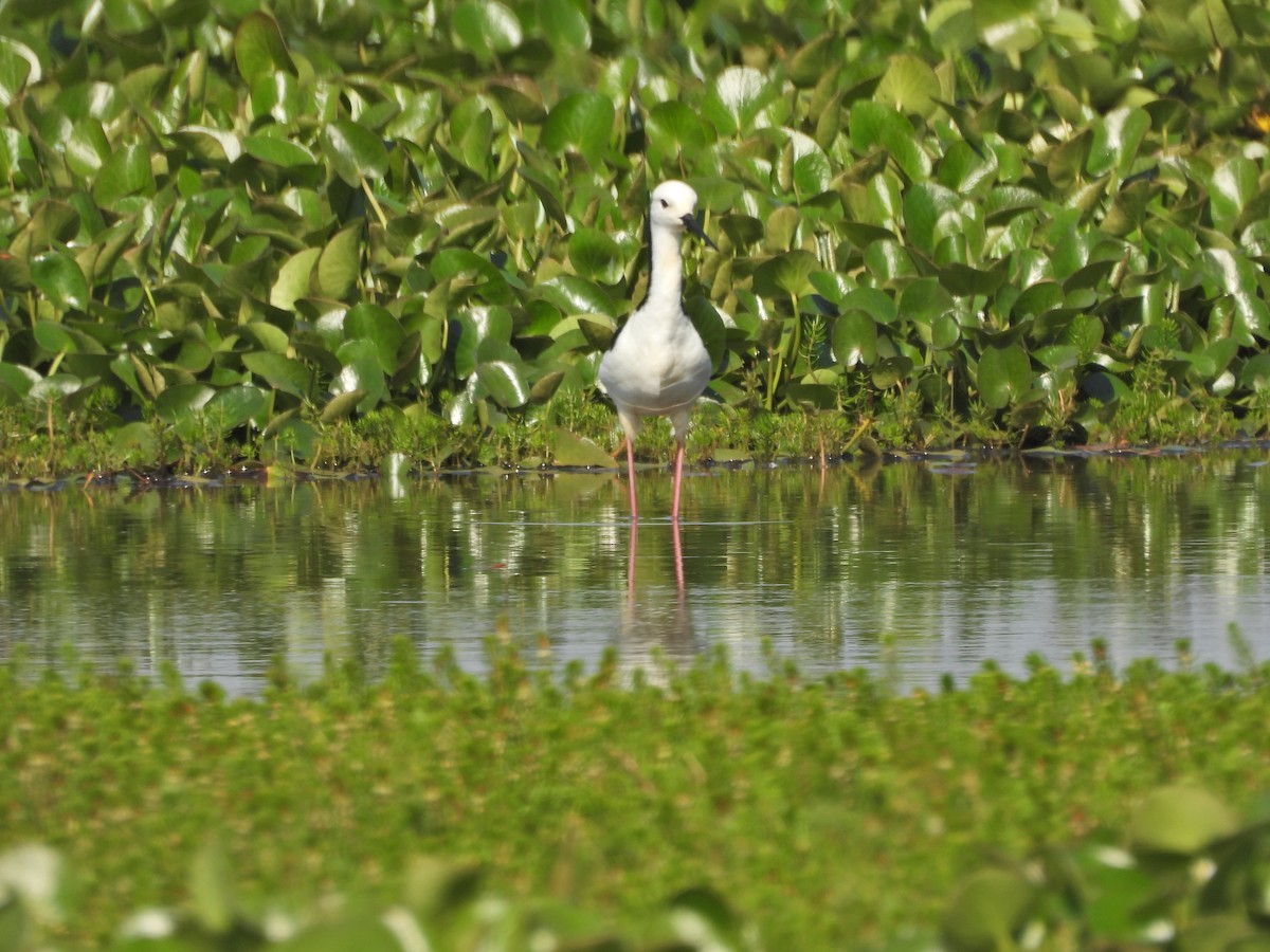 Pied Stilt - ML649577914