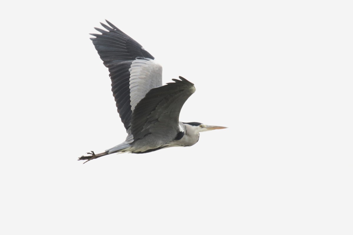 Airone cenerino - ML649577916