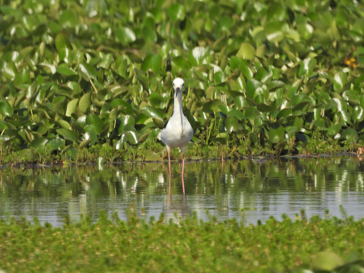 Pied Stilt - ML649577918