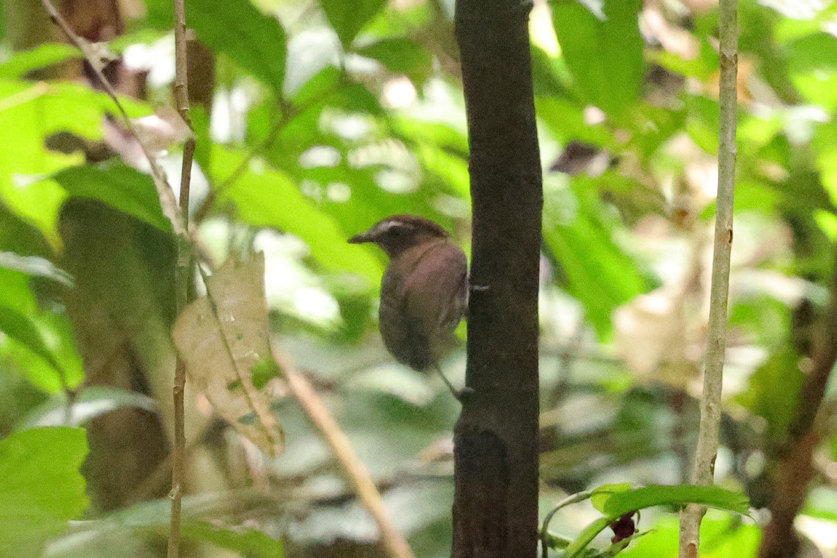 Chestnut-belted Gnateater - ML649577919