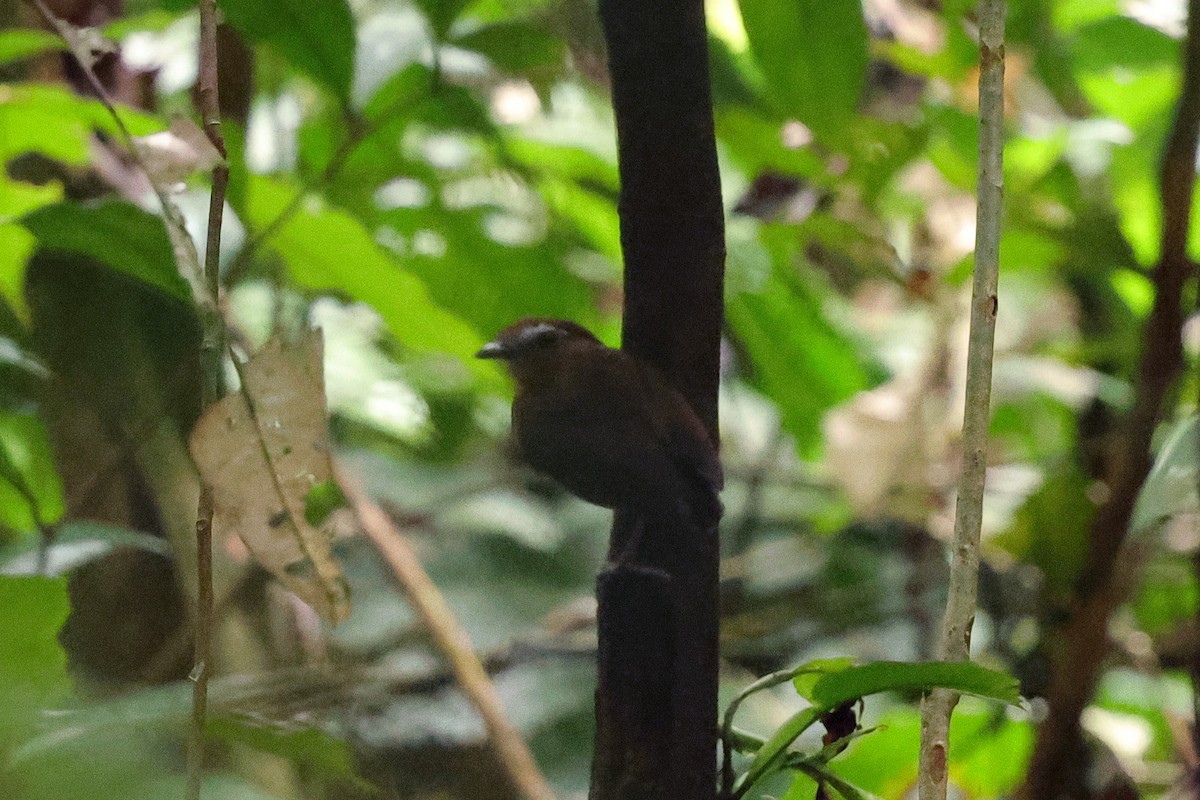 Chestnut-belted Gnateater - ML649577920