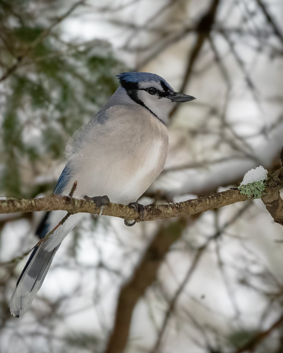 Blue Jay - ML649577921