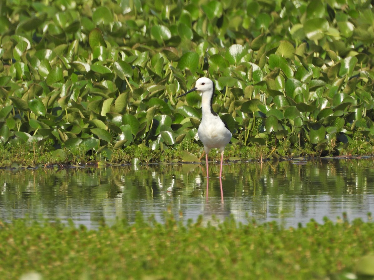 Pied Stilt - ML649577922