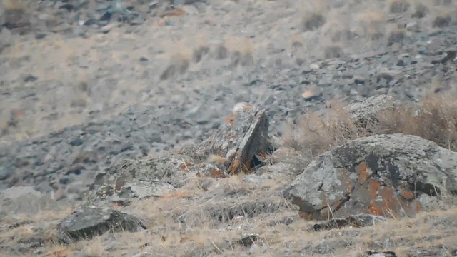 Улар гімалайський - ML649578323