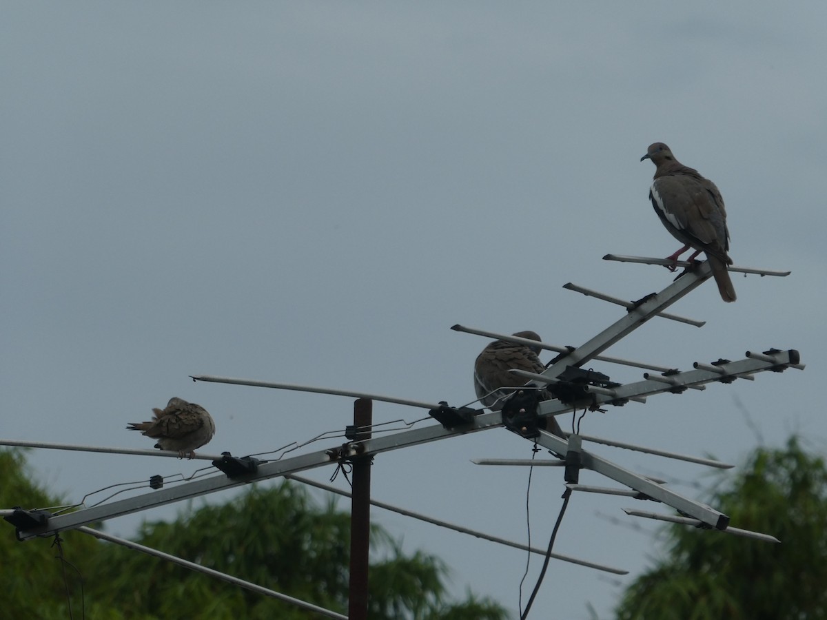 hvitvingedue - ML649578969