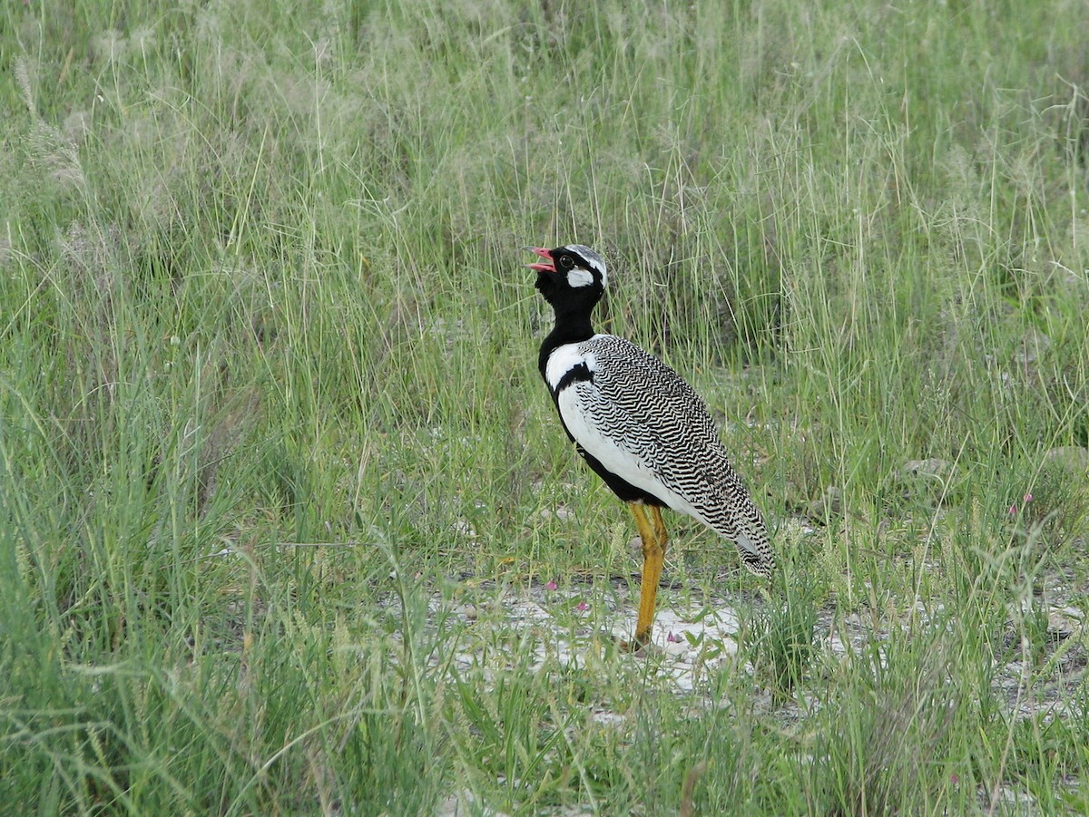 White-quilled Bustard - ML649579770