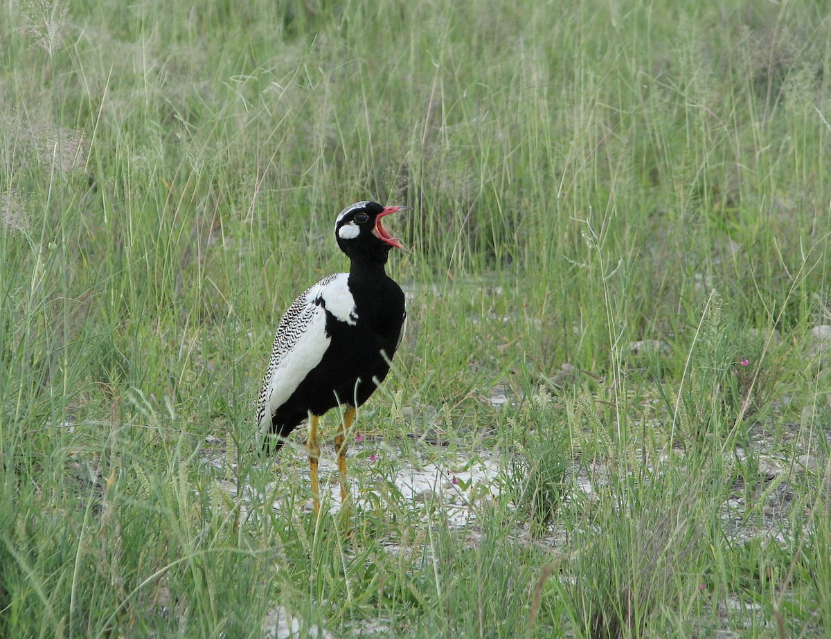 White-quilled Bustard - ML649579771
