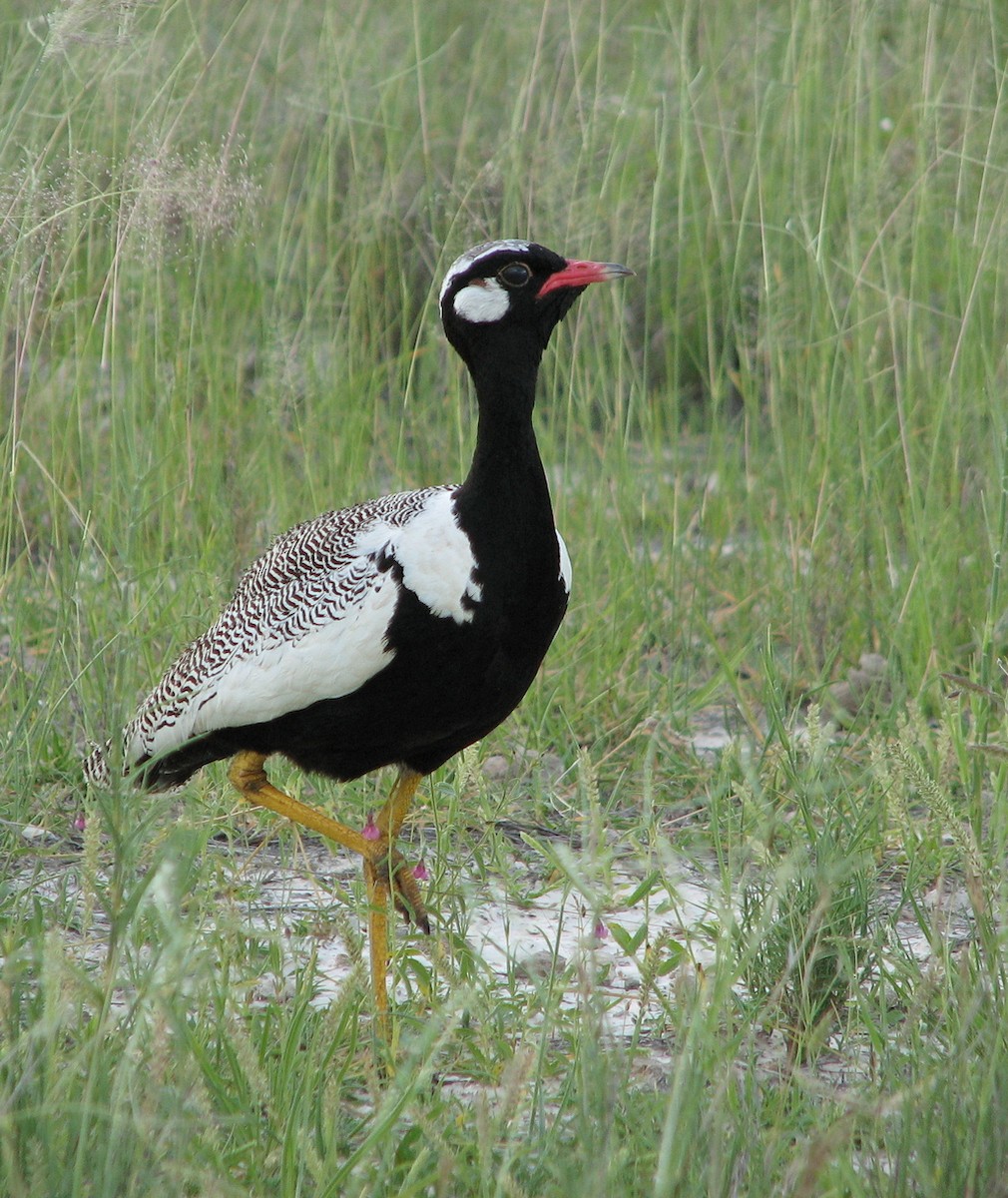White-quilled Bustard - ML649579772