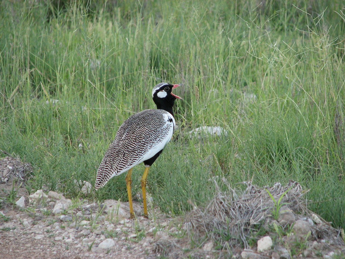 White-quilled Bustard - ML649579773