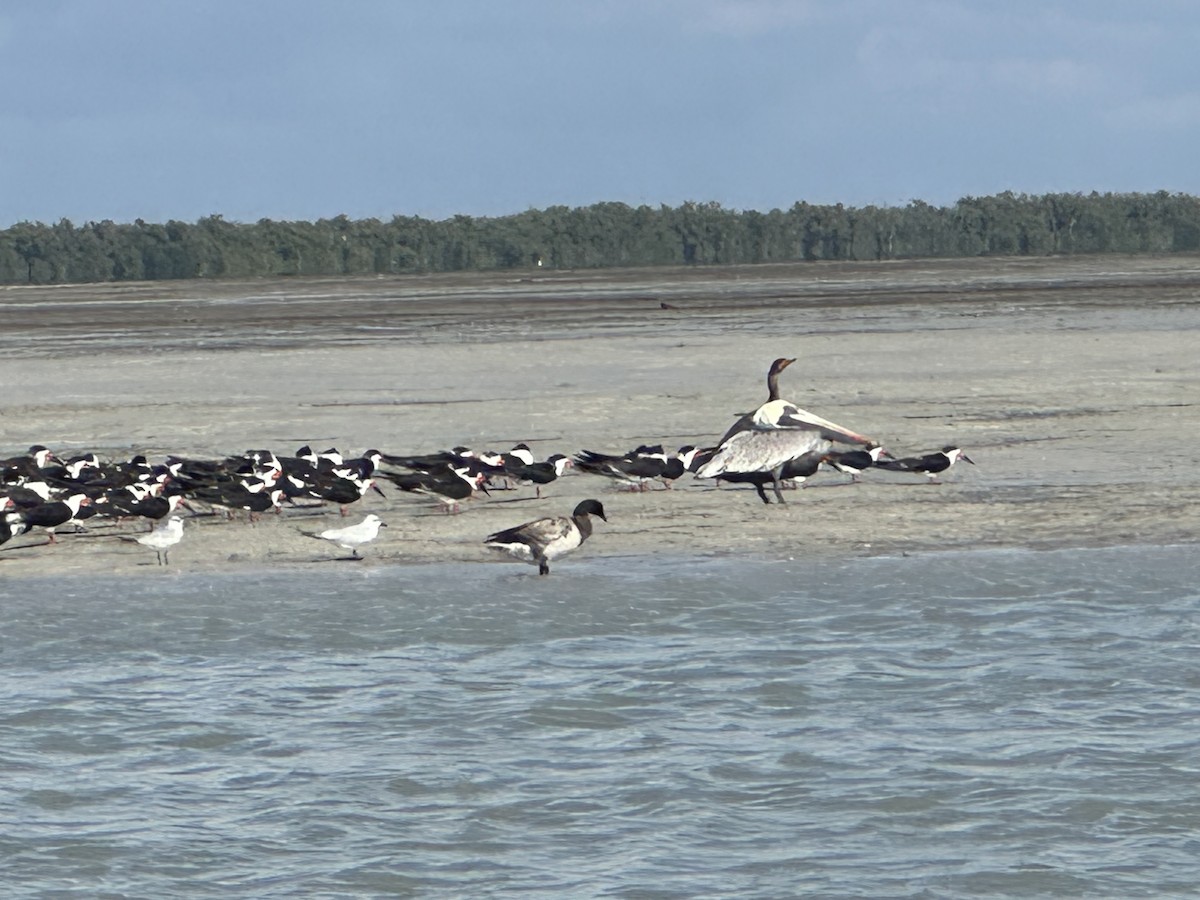eBird Checklist - 24 Jan 2026 - Everglades NP--Snake Bight Canoe Launch ...