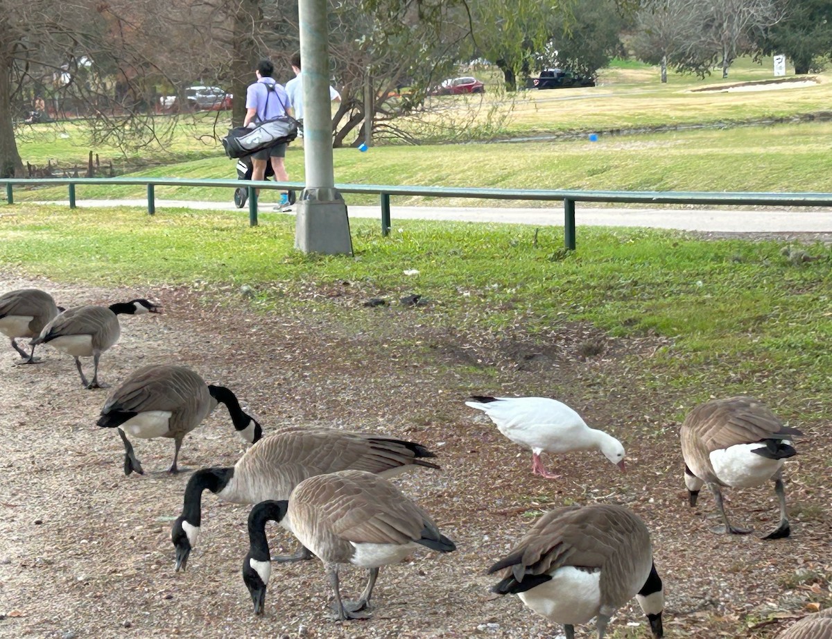 Ross's Goose - ML649582547