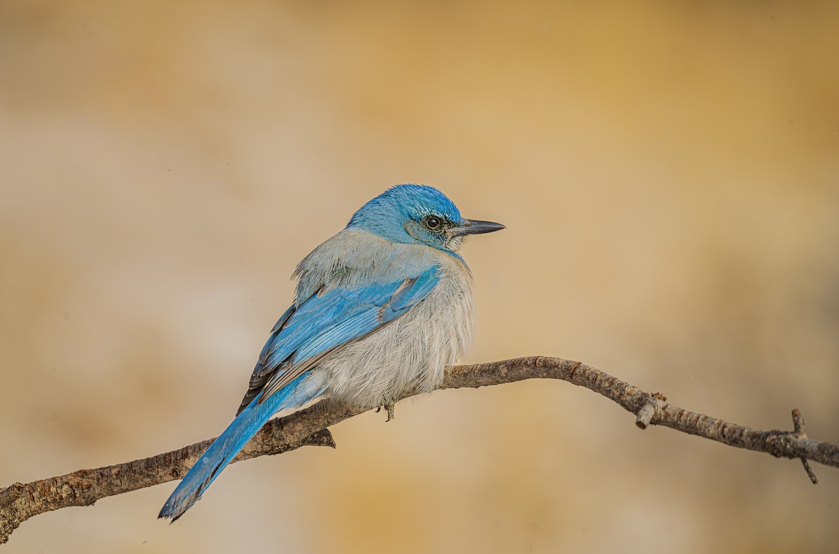 Невадская сойка - ML649582619