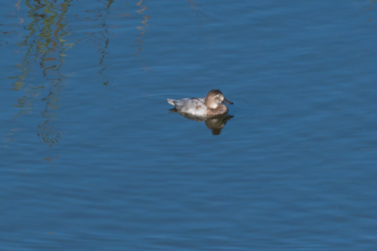 Moriglione - ML649583453