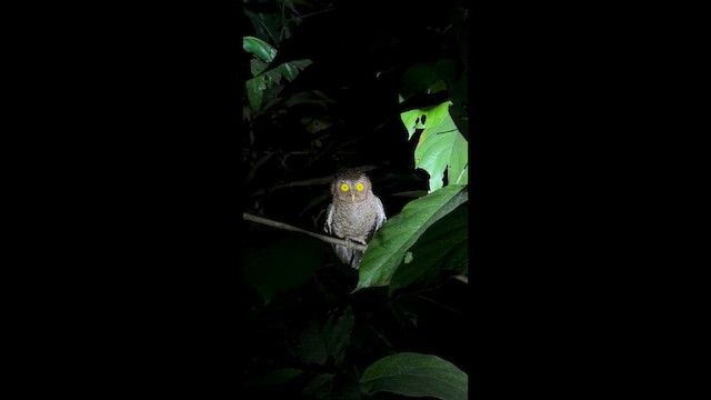 Andaman Scops-Owl - ML649583459