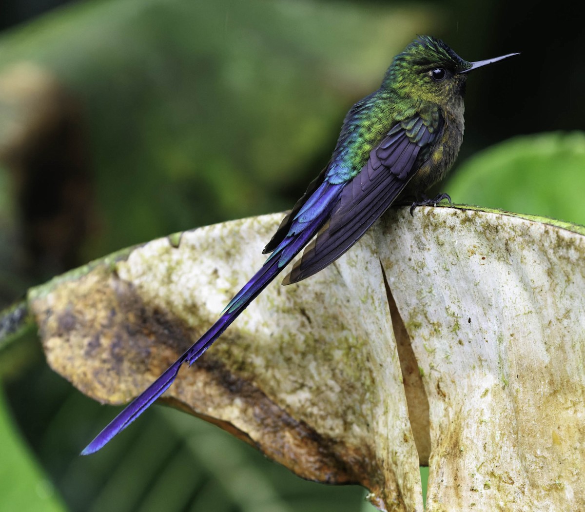Violet-tailed Sylph - ML649583948