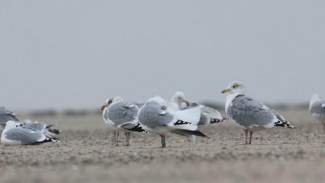 European Herring Gull - ML649584051