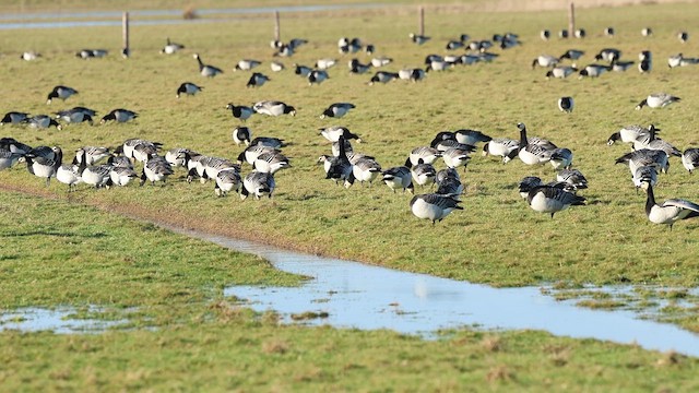 Barnacle Goose - ML649584149