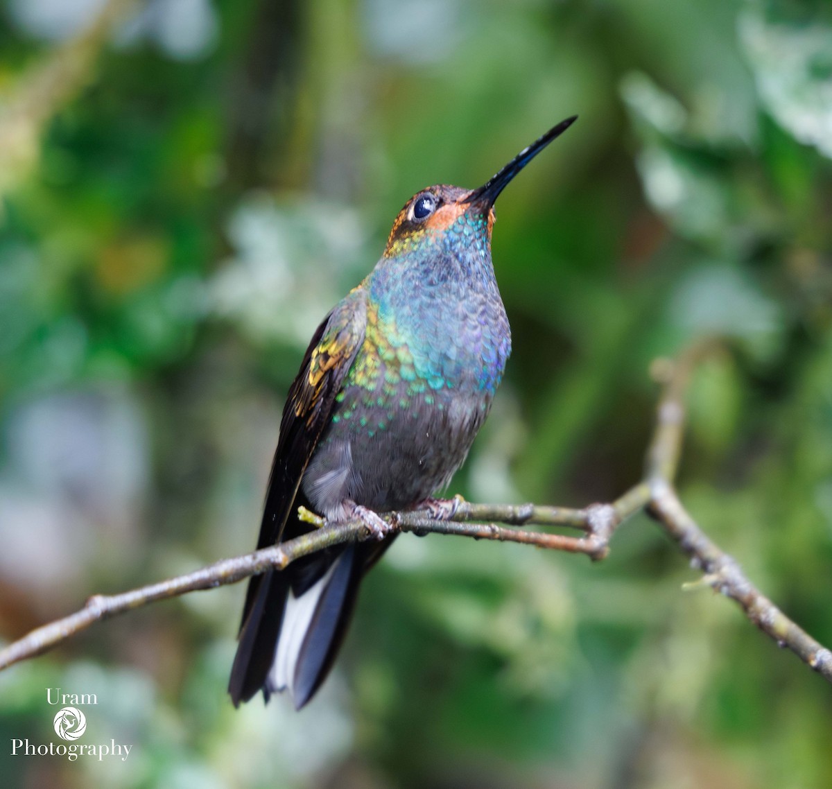 Rufous-gaped Hillstar - ML649584255