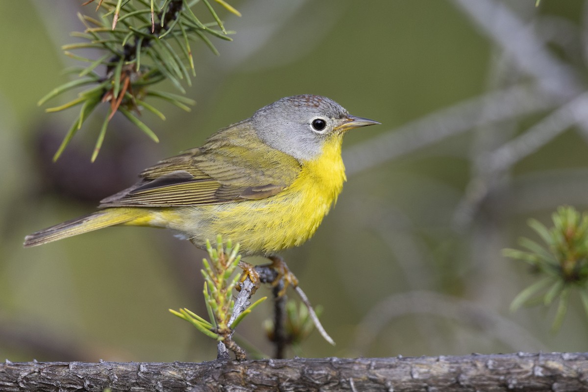 Nashville Warbler - ML649584512