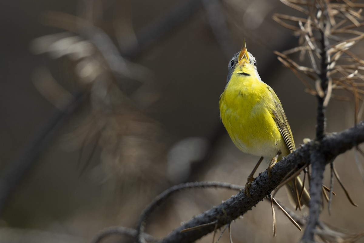 Nashville Warbler - ML649584514