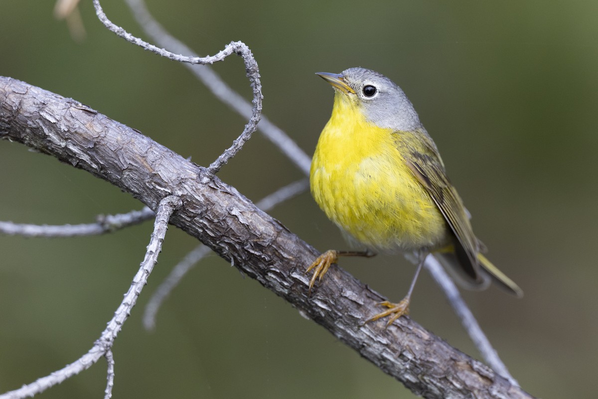 Nashville Warbler - ML649584515