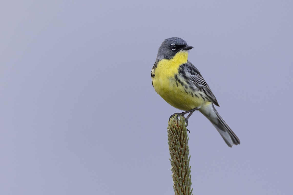 Kirtland's Warbler - ML649584594