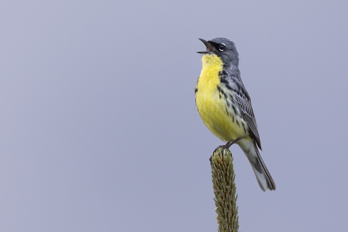 Kirtland's Warbler - ML649584595