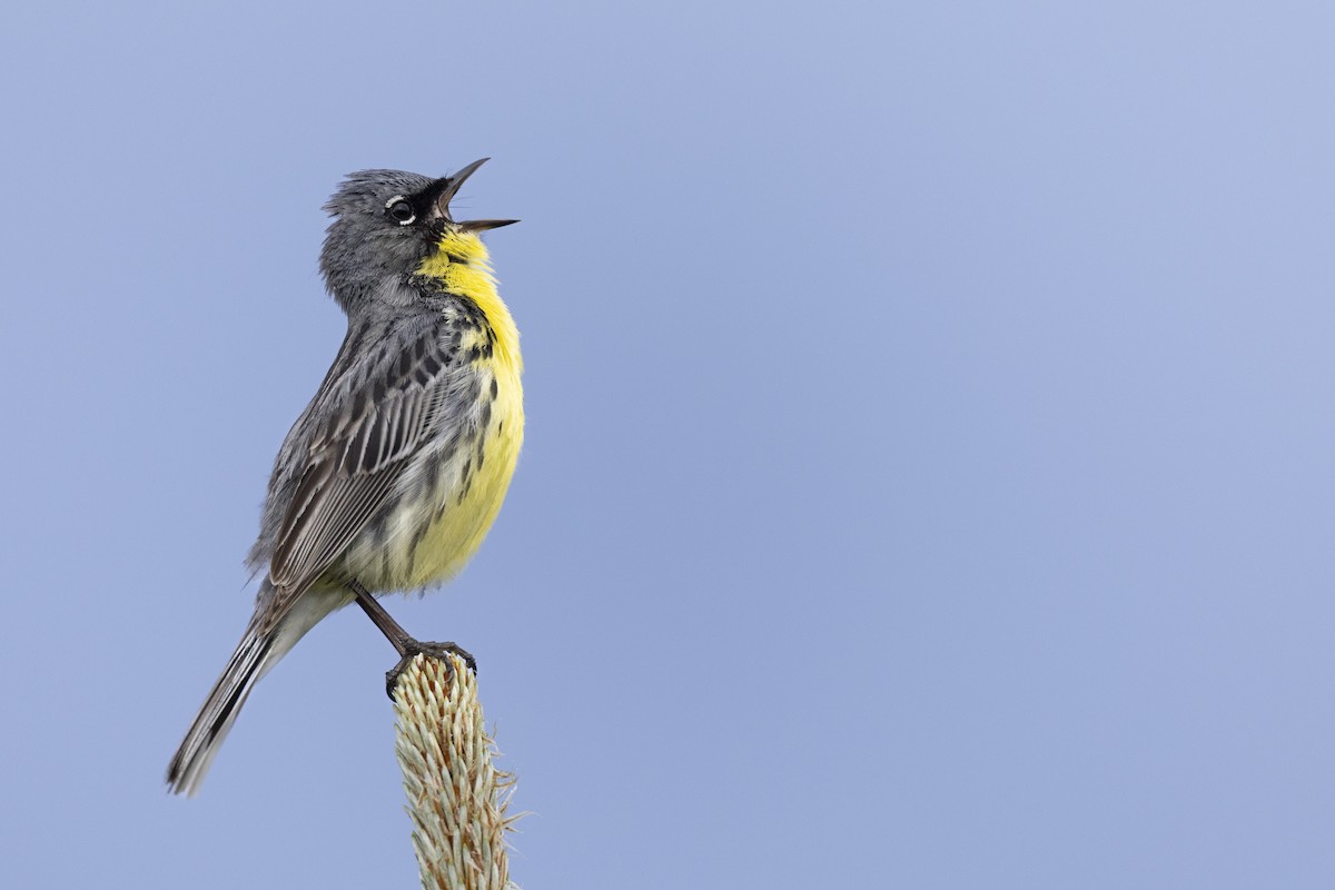 Kirtland's Warbler - ML649584606