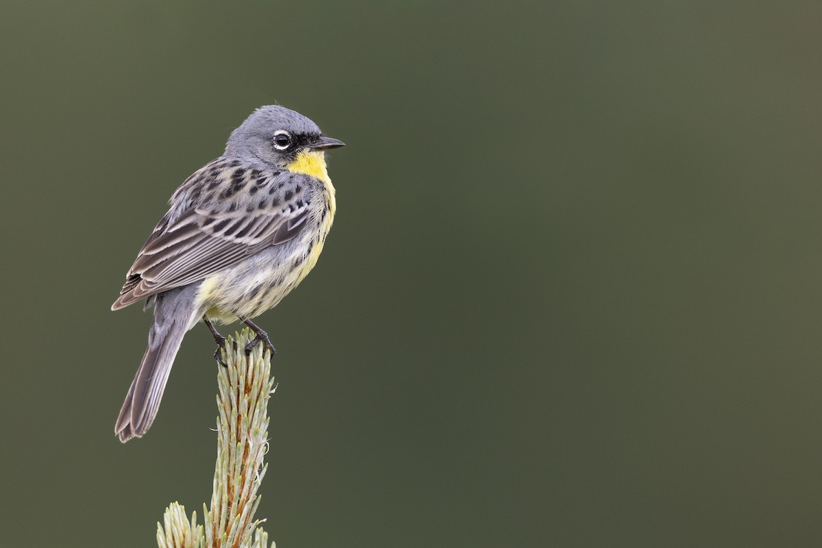 Kirtland's Warbler - ML649584607