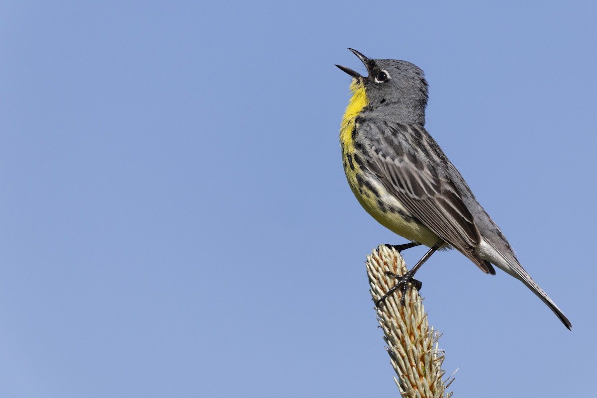 Kirtland's Warbler - ML649584609