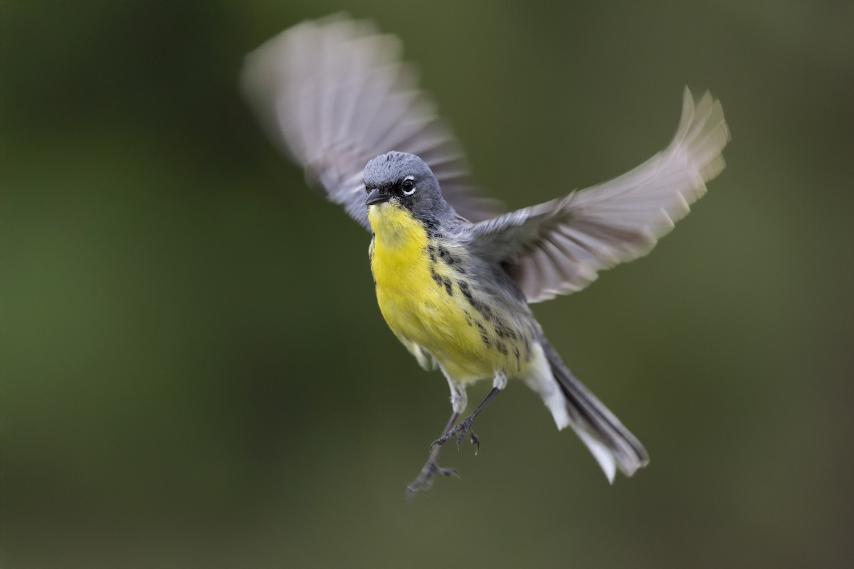 Kirtland's Warbler - ML649584613