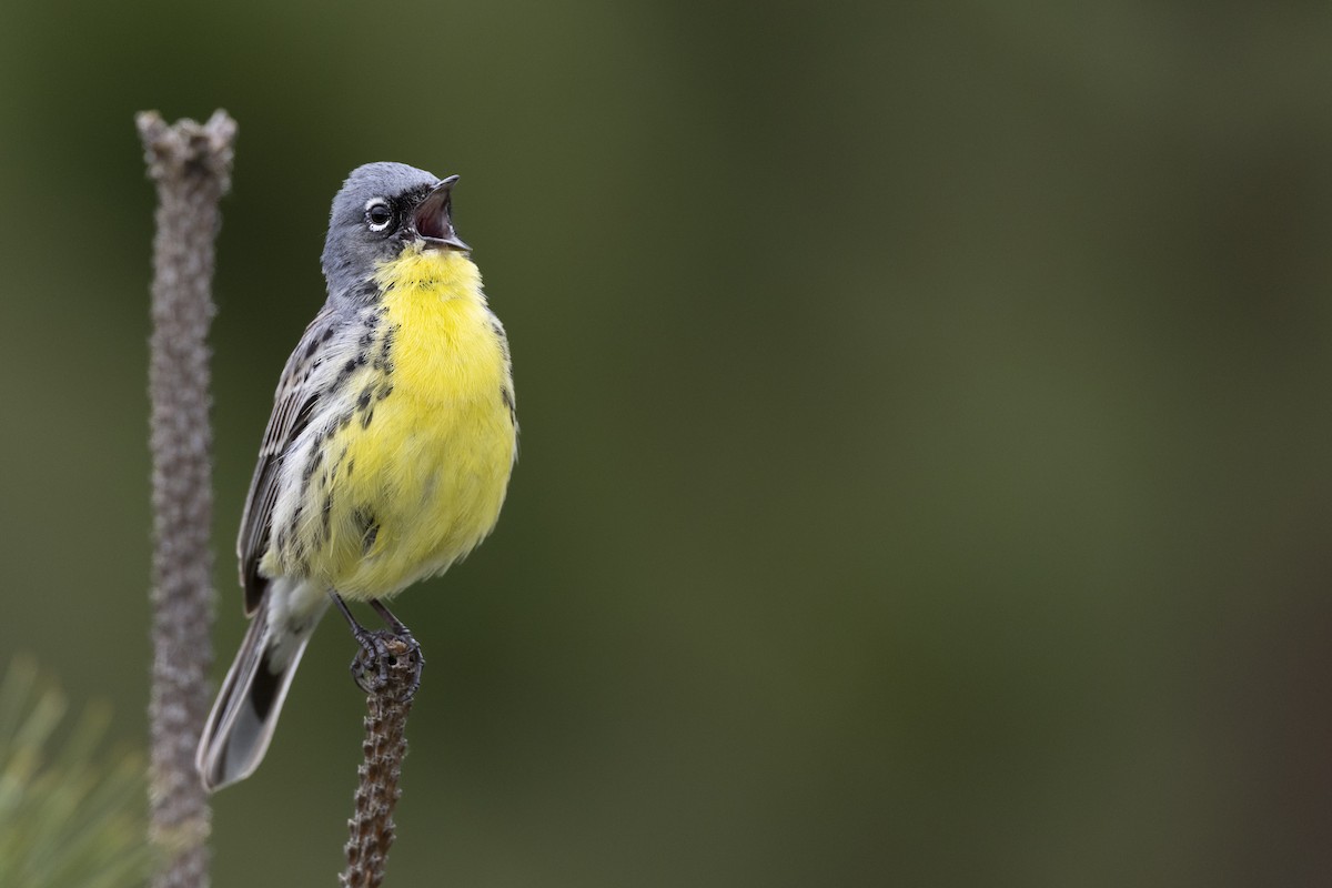 Kirtland's Warbler - ML649584615