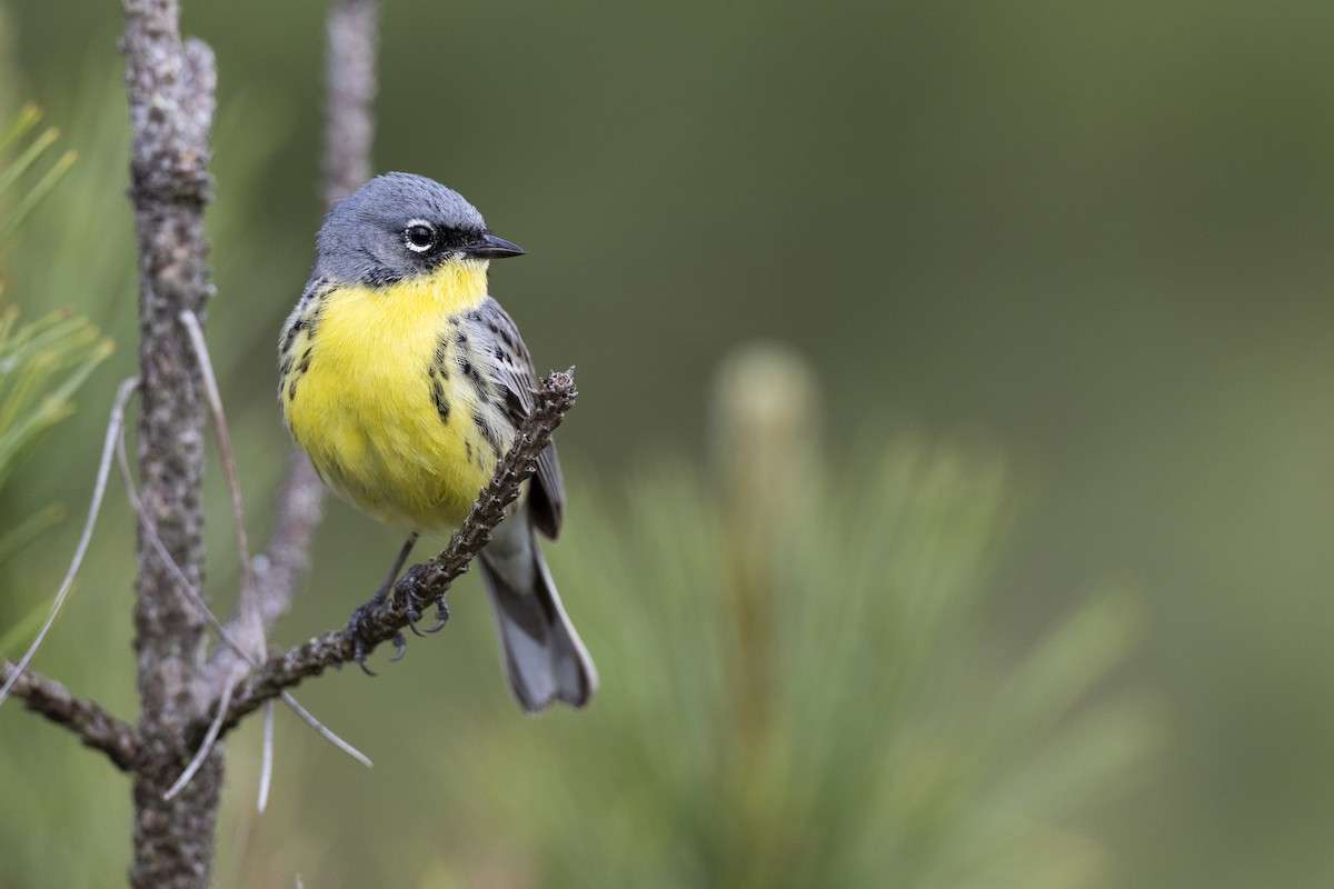 Kirtland's Warbler - ML649584616