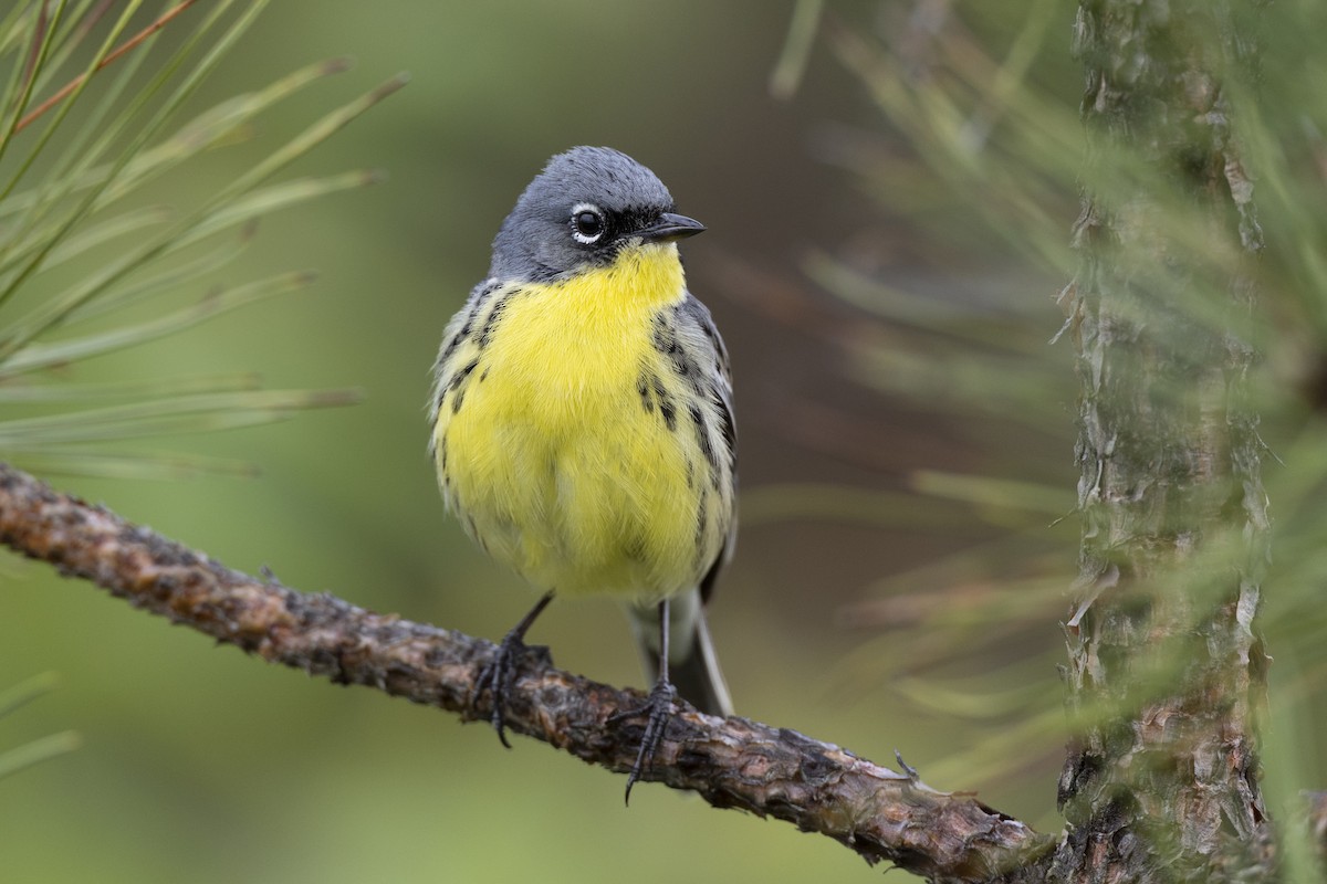 Kirtland's Warbler - ML649584620