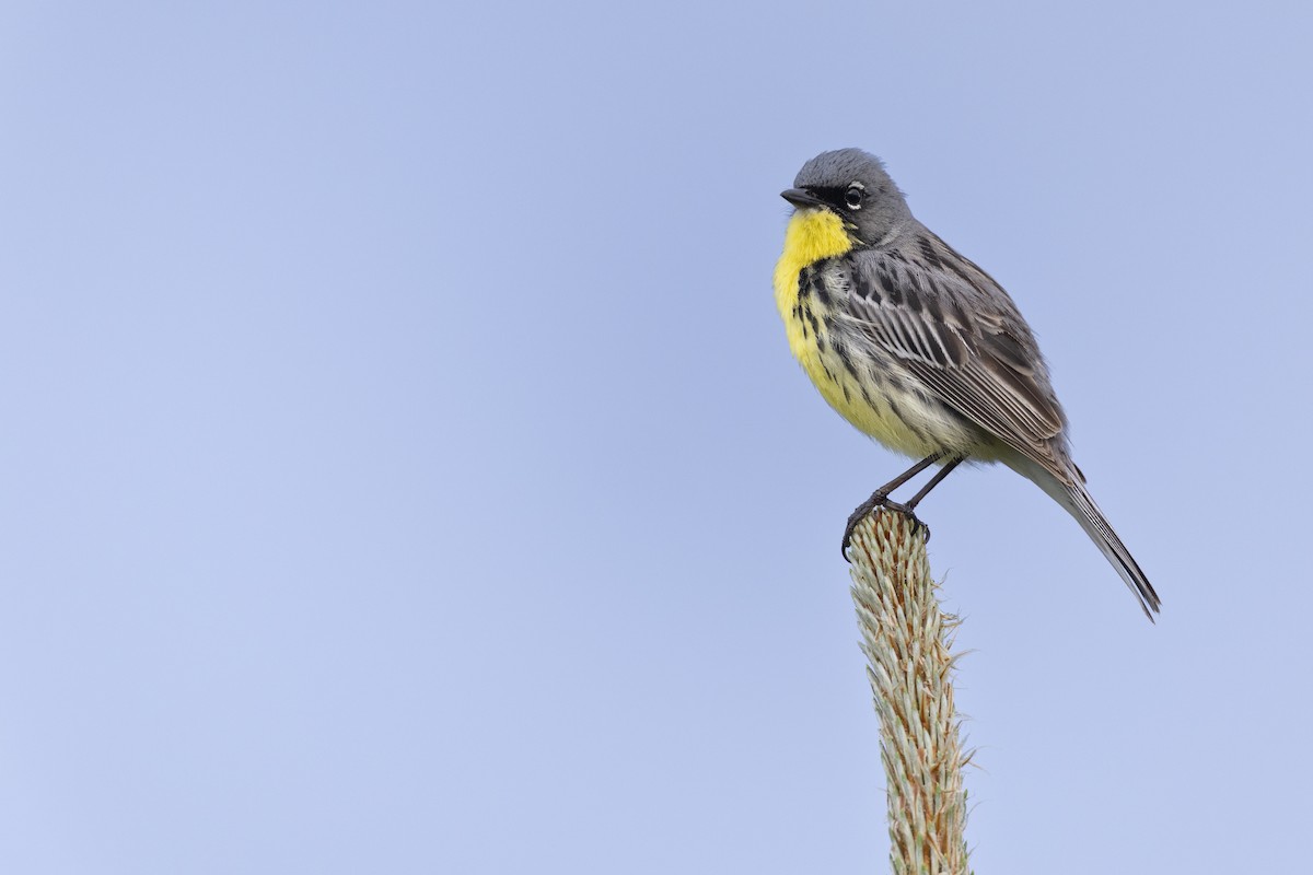 Kirtland's Warbler - ML649584621