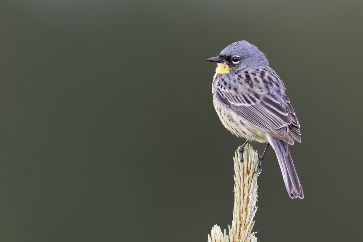 Kirtland's Warbler - ML649584622