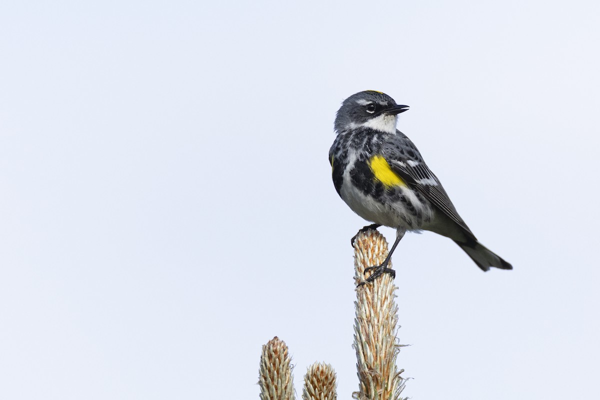 Yellow-rumped Warbler (Myrtle) - ML649584654