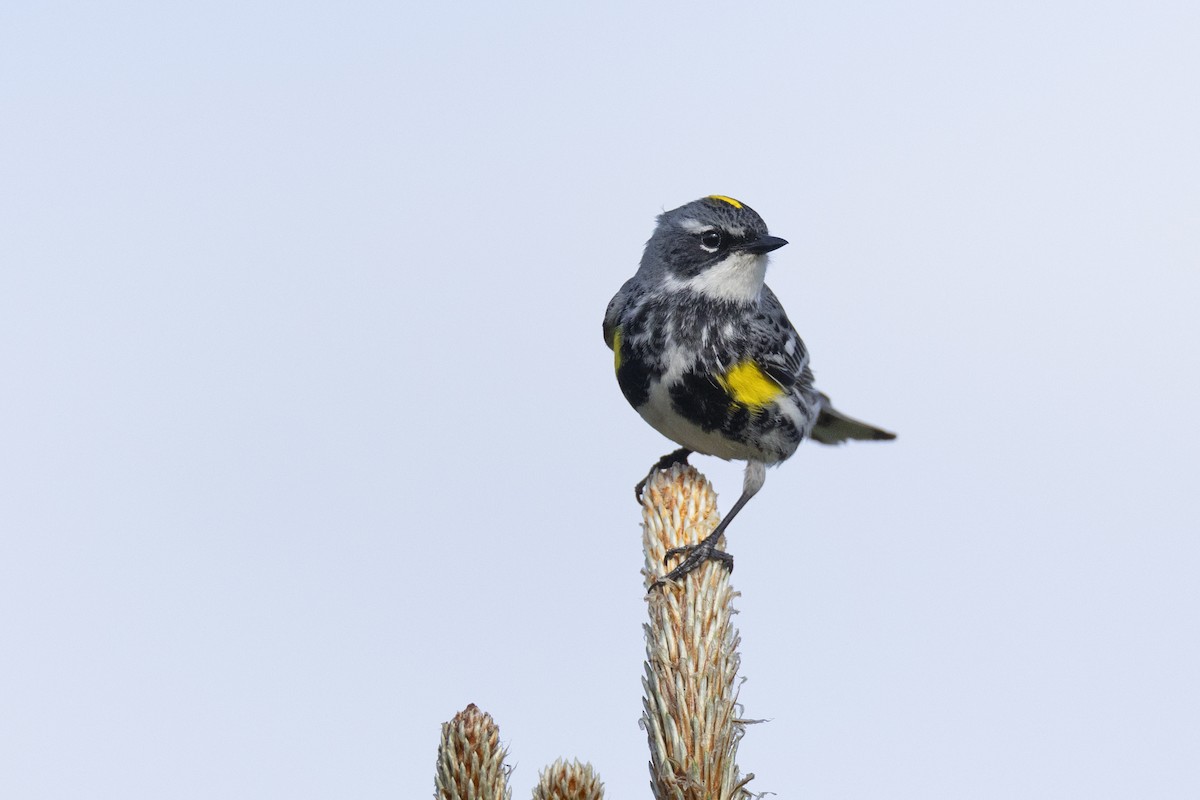 Yellow-rumped Warbler (Myrtle) - ML649584655