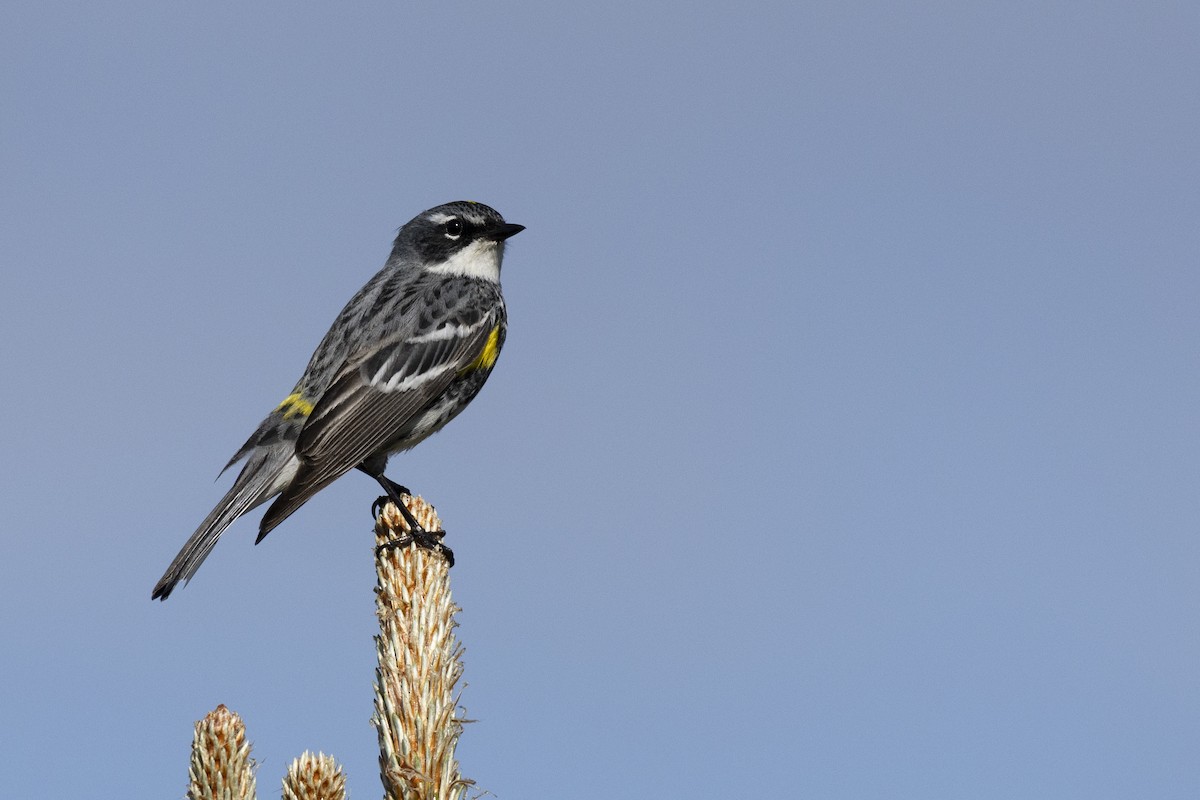 Yellow-rumped Warbler (Myrtle) - ML649584656