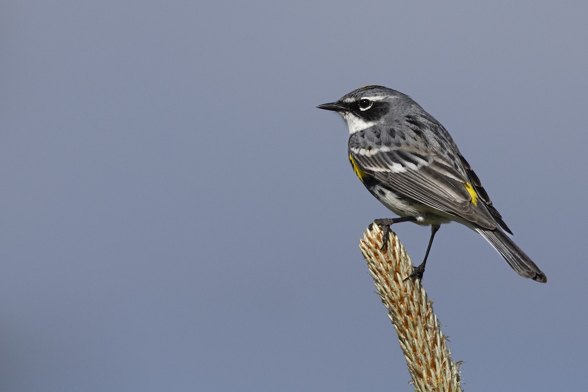 Yellow-rumped Warbler (Myrtle) - ML649584659