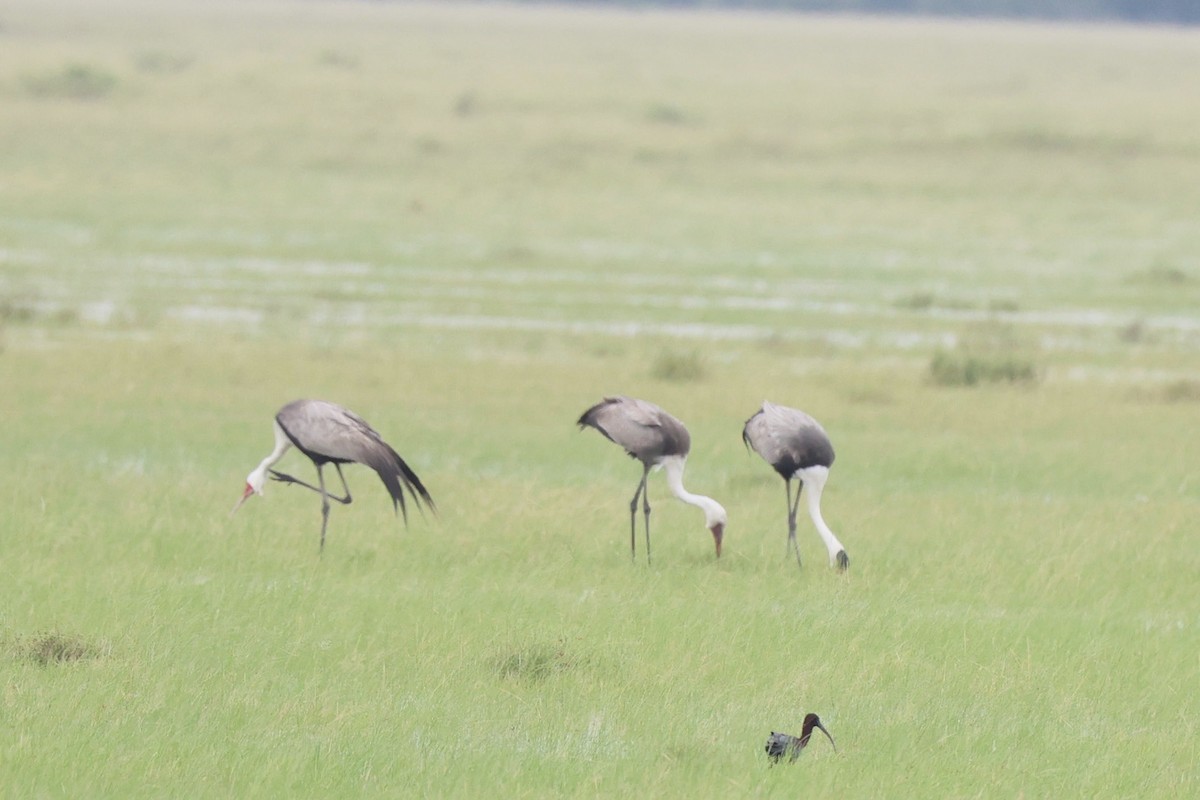 Журавель білошиїй - ML649584719