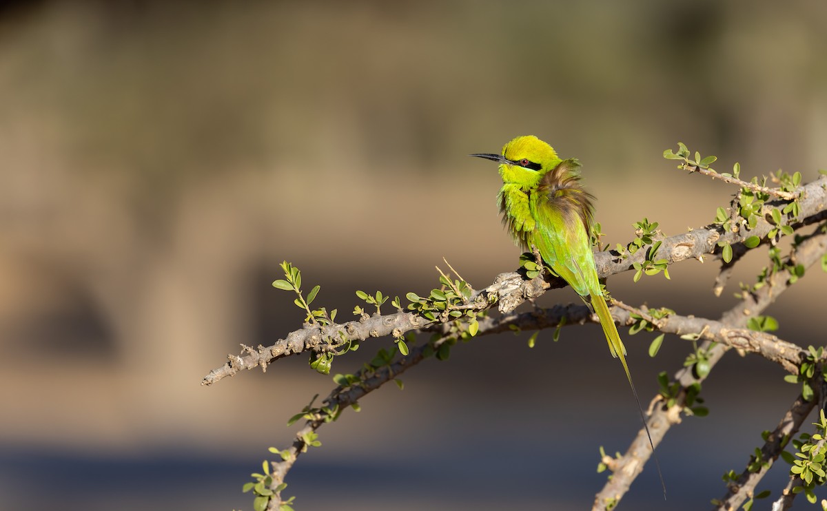Бджолоїдка смарагдова - ML649585009