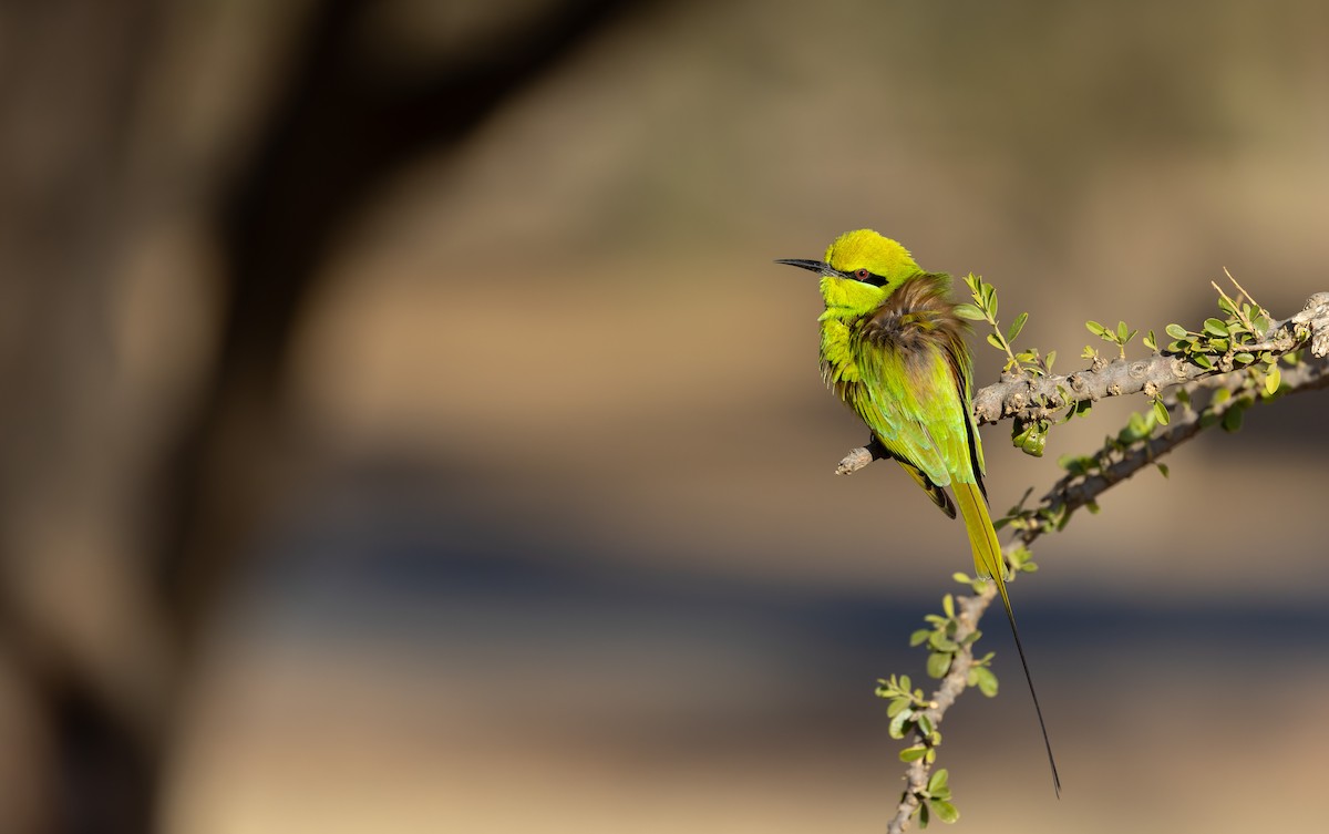 African Green Bee-eater - ML649585010