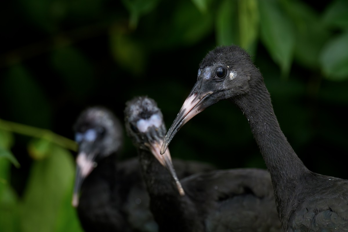 Nacktzügelibis - ML649585216