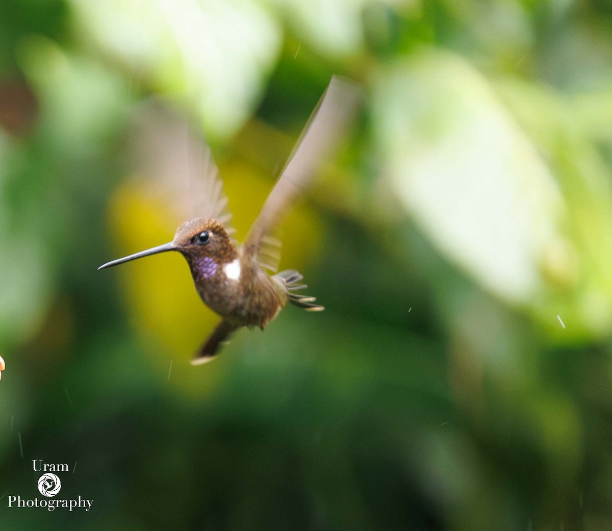 Brown Inca - ML649585625