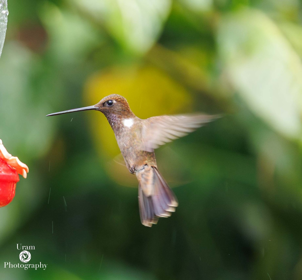Brown Inca - ML649585626